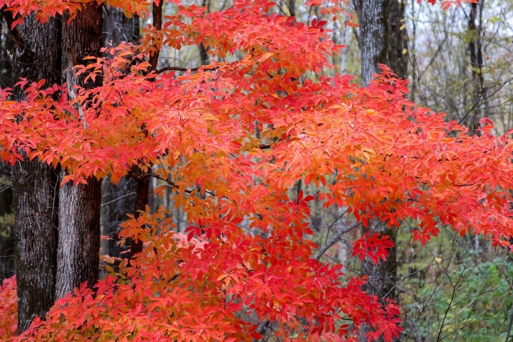 Beautiful maple leaves in Jilin