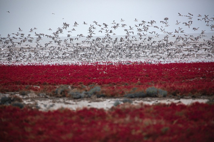 Liaoning wetland welcomes best bird watching season