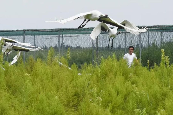 Crane Breeding Base in Liaoning marks success