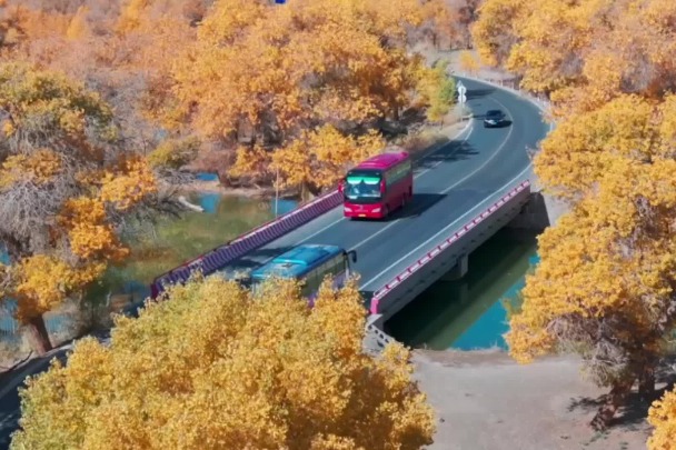 Golden populus euphratica trees in Ejine Banner