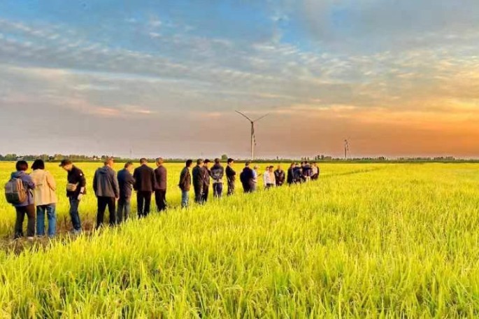 New plant vaccine for rice unveiled in Hubei