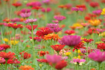 In pics: Sea of flowers blooms in Quzhou