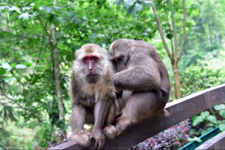 Fujian national park takes measures to protect biodiversity