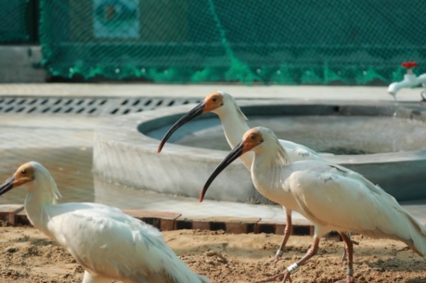 Crested ibises first to be released to the wild on Loess Plateau