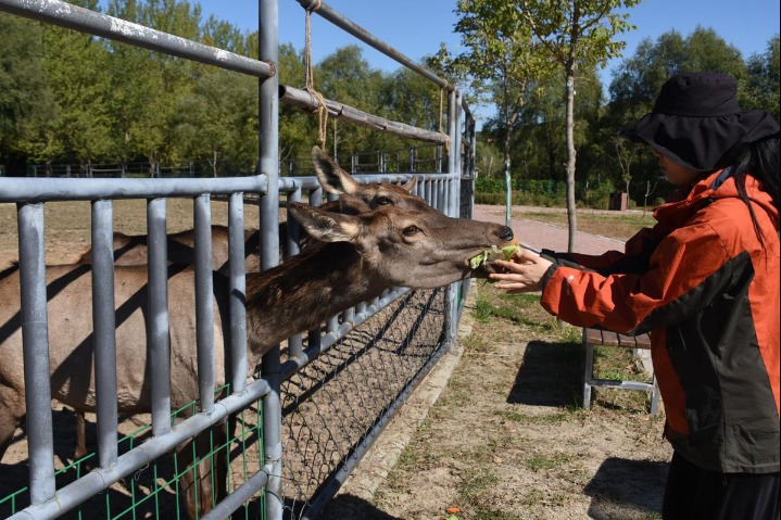 Animals at Harbin zoo feast on mooncakes to celebrate Mid-Autumn Festival