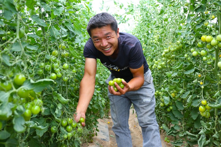 Check out these gorgeous photos of a tomato harvest