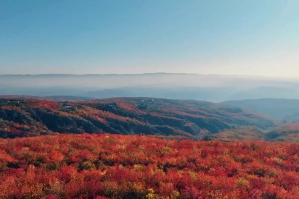 Apricot brings stunning views and wealth in Inner Mongolia