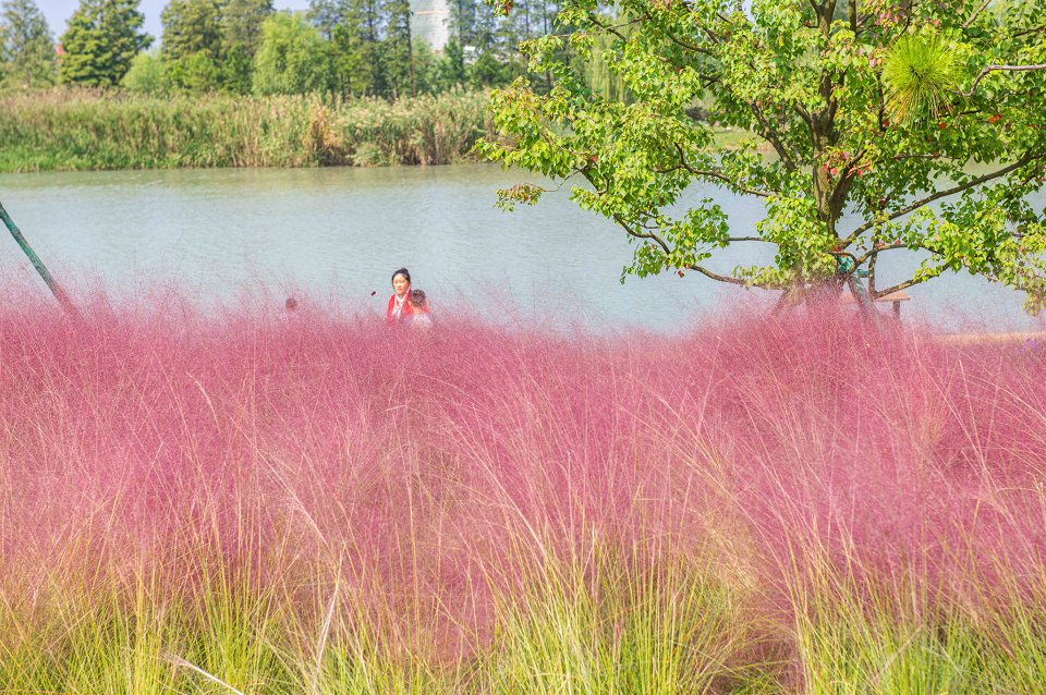 Hairawn muhly blooms across Yangzhou