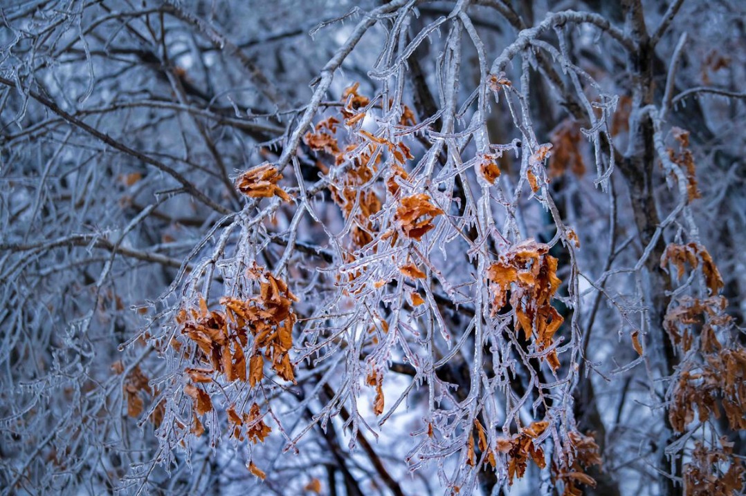 Rain in Heilongjiang creates winter wonderland