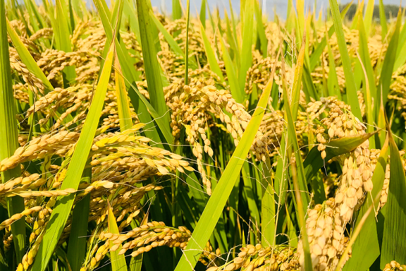 Dongying specialty: Yellow River estuary rice