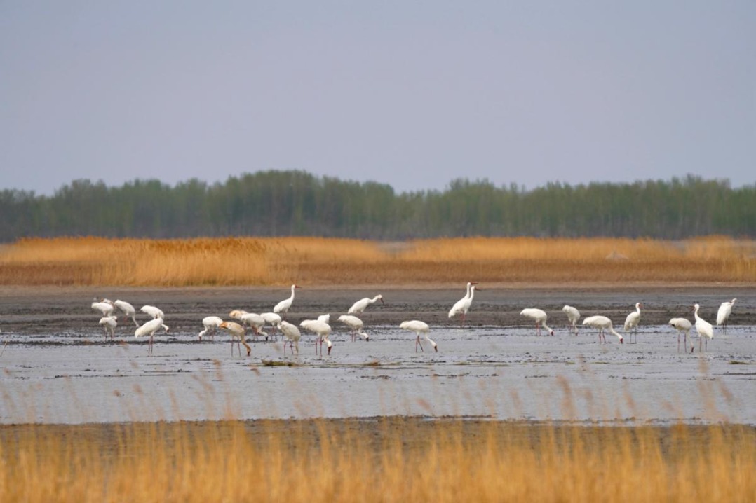 Rare migratory birds flock to Jilin wetlands