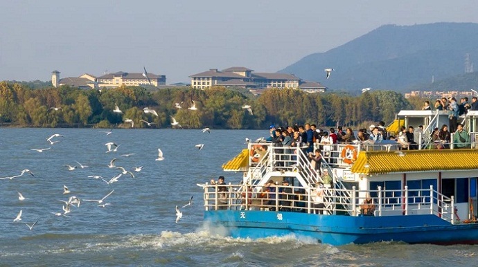 Black-headed gulls migrate to Wuxi