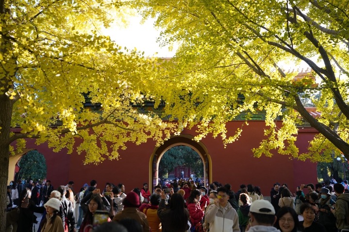 Gingko trees at their best in Beijing’s Zhongshan Park