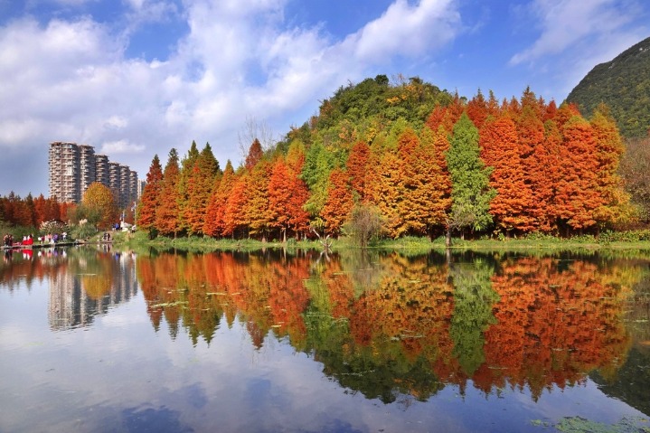 A symphony of colors and tranquility at wetland park