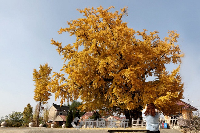 Time to admire golden yellow ginkgo leaves