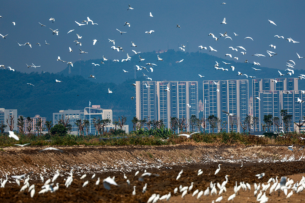 POTRET : Jutaan Burung Terbang di Langit Nansha-Image-4