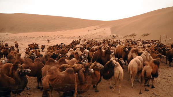 Camels create stunning migration scene in the Badain Jaran Desert