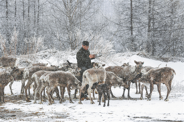 Ewenki people live in harmony with deer