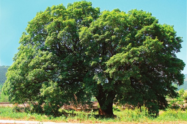 Shanxi protects ancient, precious trees