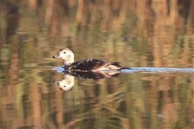 Long-tailed duck spotted in Zhoushan