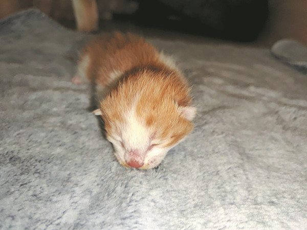 Newborn cloned cat is all Chinese