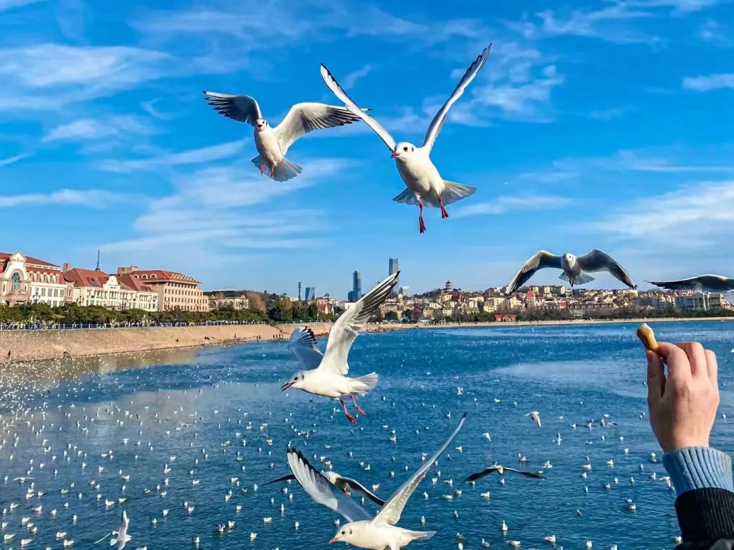 Annual seagull season descends upon Shinan, Qingdao