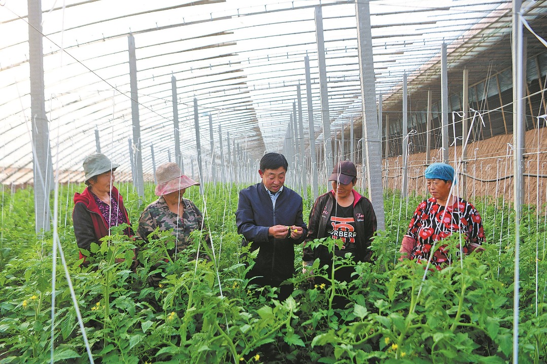 Hebei agricultural hub springs back after floods