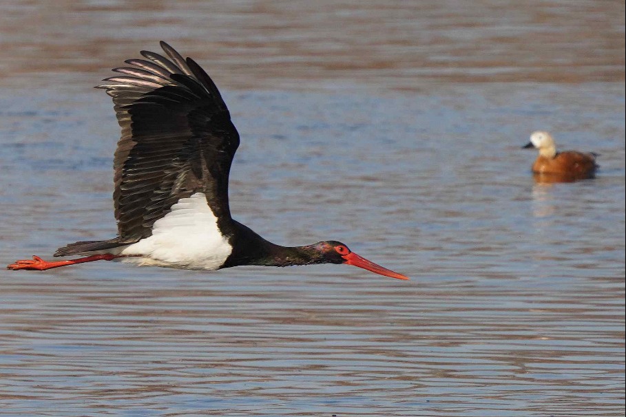 Rare and endangered birds flock to Hebei as the seasons change