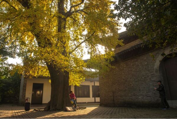 Chinese parasol grace Huaihai road in autumn hue