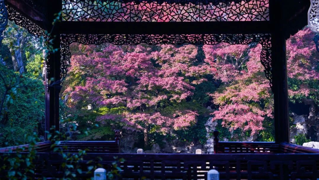 Ho Family Garden graces Yangzhou with Japanese maple