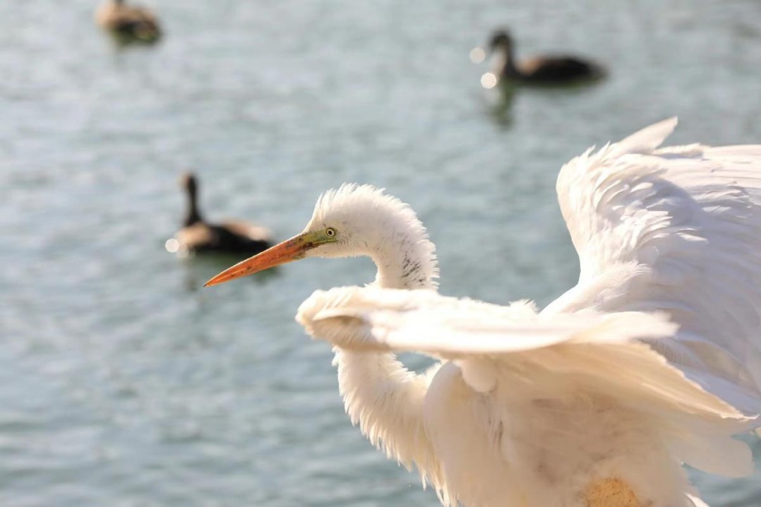 Egrets play during winter at Shanxi wetland park