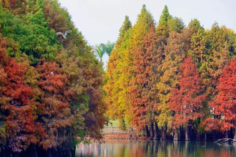 Bald cypress trees turn vibrant red, delighting visitors in Xiamen parks