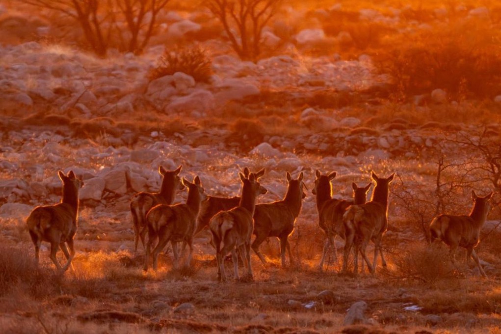 Deer bathe in a golden sunset on the Helan Mountains