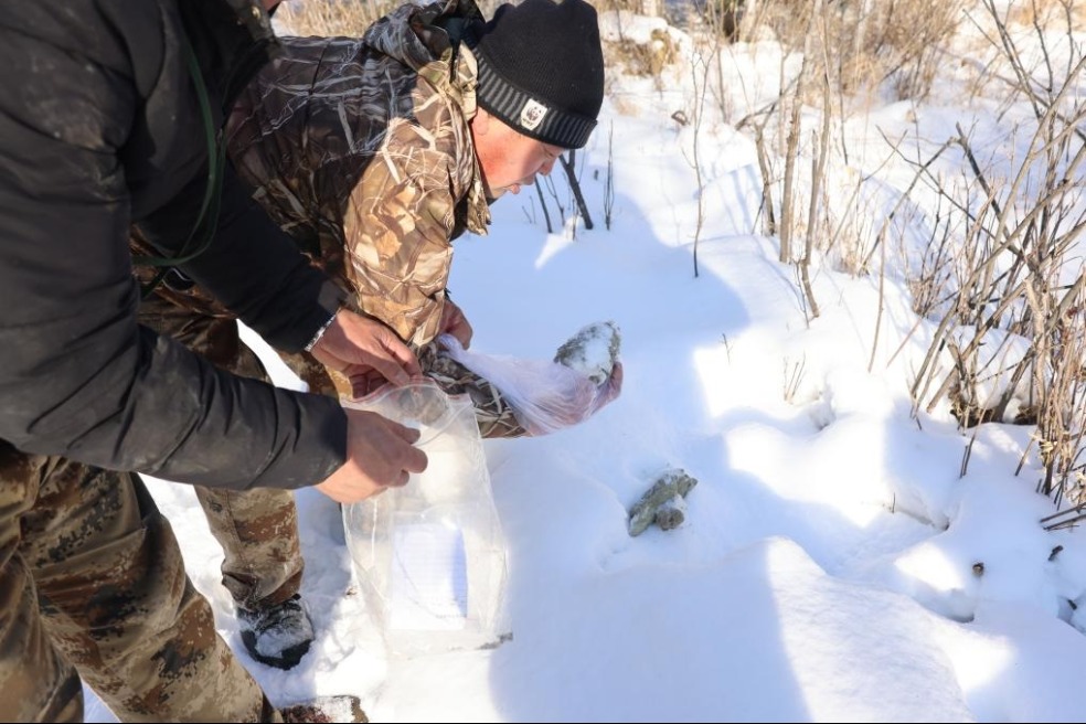 Endangered Siberian tiger spotted in Northeast China