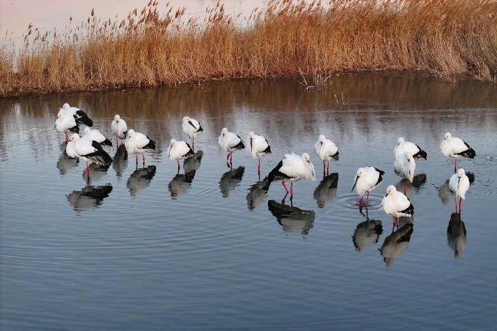 Biodiversity protection boosted by latest plan