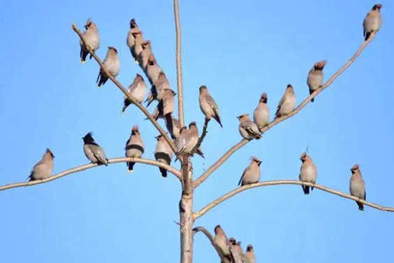 Bohemian Waxwings spotted in Jilin's forest area