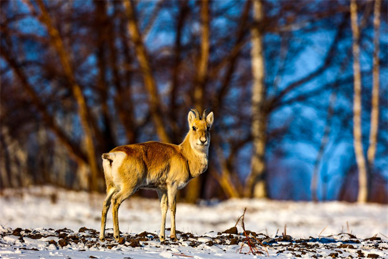 Improved environment attracts wild Mongolian gazelles to Hinngan League