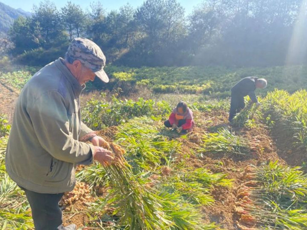 Unveiling agricultural heritages in Kaihua county