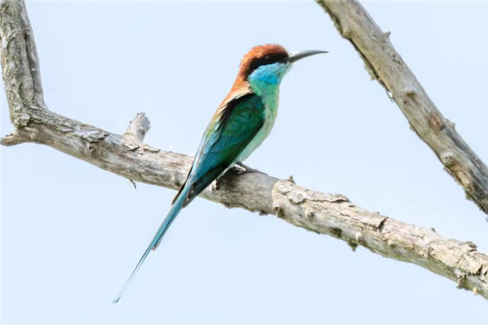 Pudong becomes paradise for birds