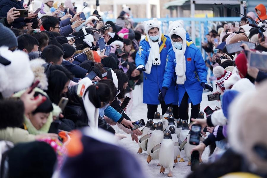 Cold Harbin a hot tourism destination for holiday