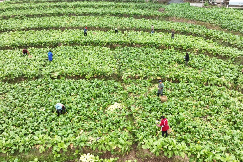 Fuling pickled mustard tuber sales soar in spring