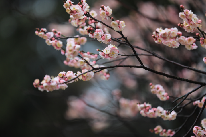 Plum flowers bloom in Nantong