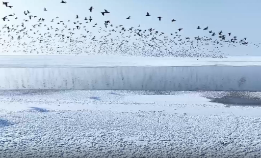 Hohhot reservoir welcomes thousands of migratory birds 