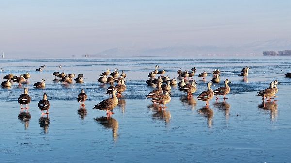 Waterfowls arrive at Dongping Lake as spring arrives