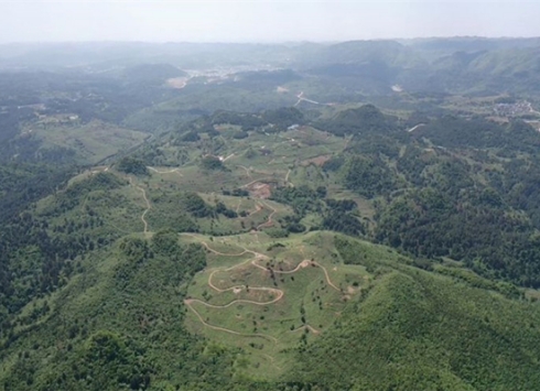 National legislator in Guizhou offers advice on edible-oil tree industry 