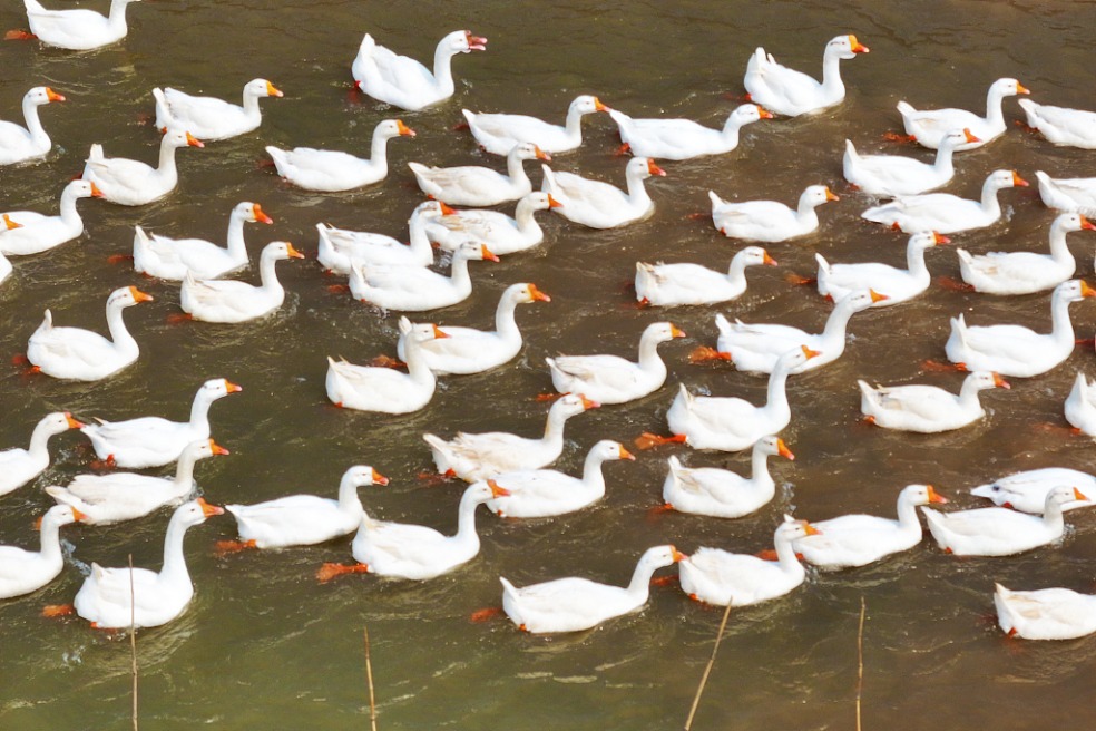 Goose breeders in Heilongjiang benefit from 'ice-city' tourism boom