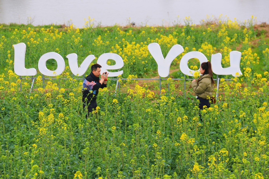 Hanzhong in Shaanxi begins 2024 rapeseed flower festival