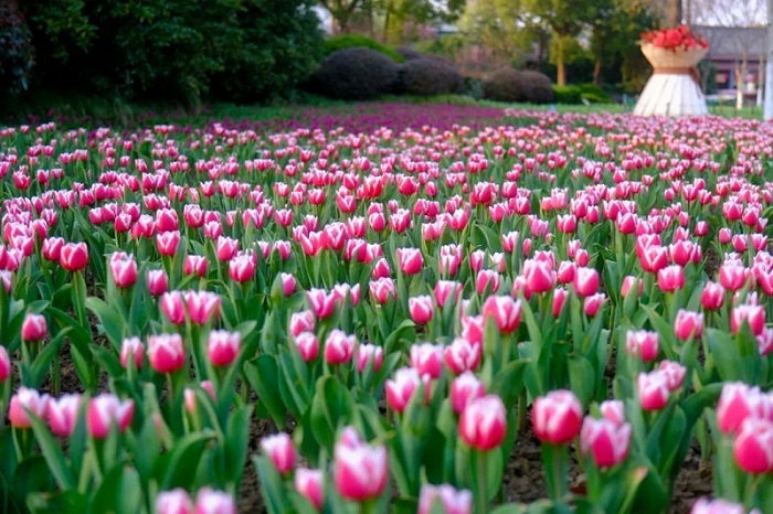 Tulip show opens at Seyuan Garden