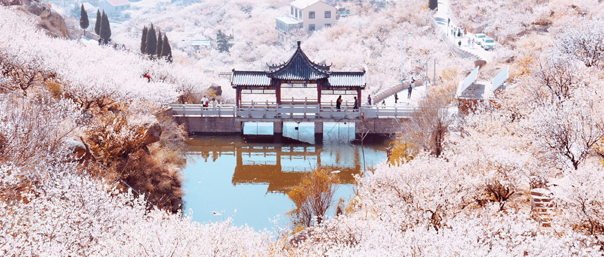 Laoshan in spring: A remote utopia