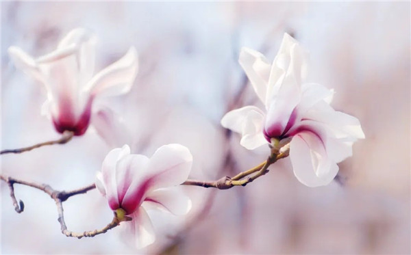 Photos capture spring scenes in Qingdao